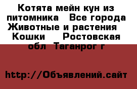 Котята мейн-кун из питомника - Все города Животные и растения » Кошки   . Ростовская обл.,Таганрог г.